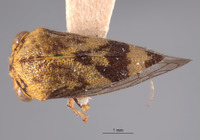 Cyrtolobus pictus image