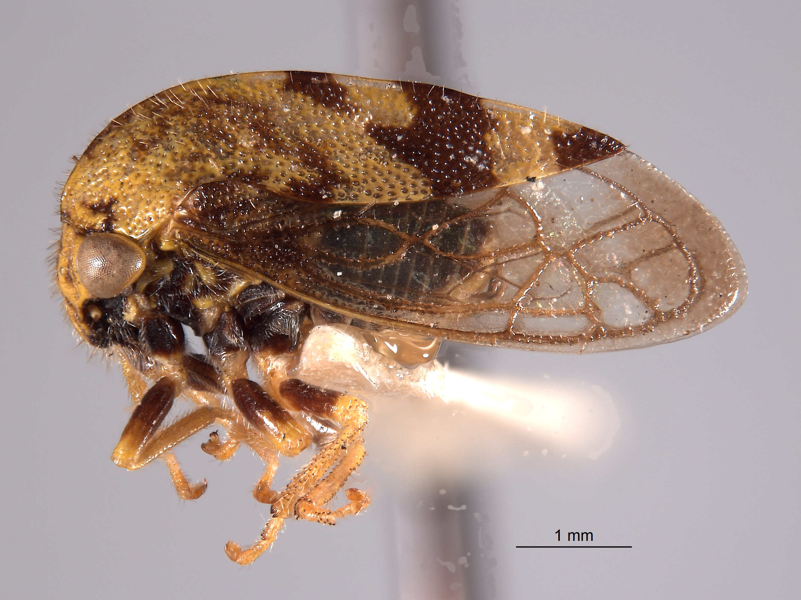 Cyrtolobus pictus image