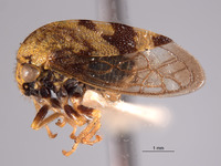 Cyrtolobus pictus image