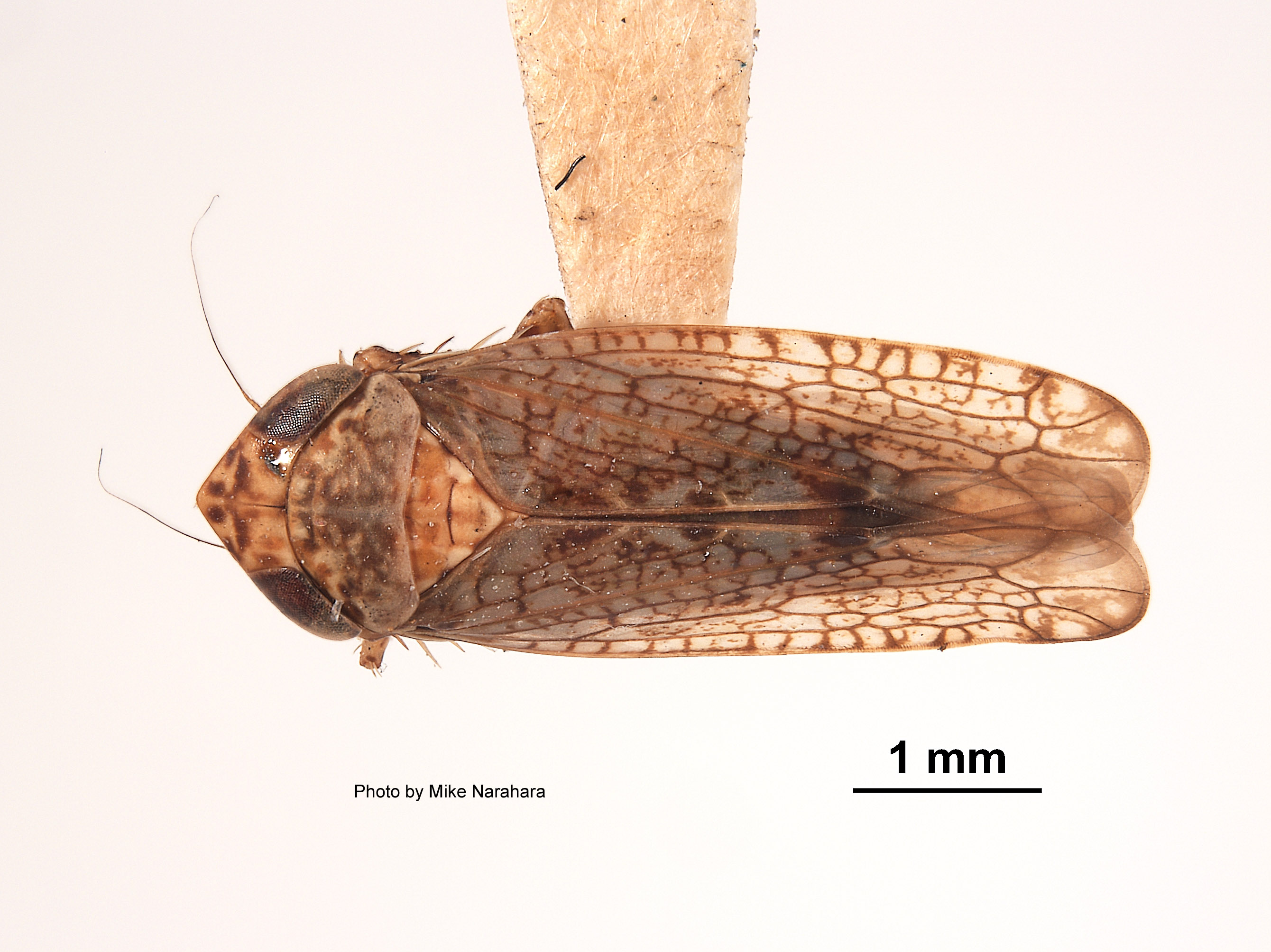 Aligia colei image