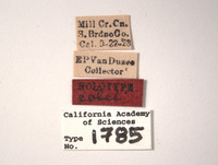 Aligia colei image