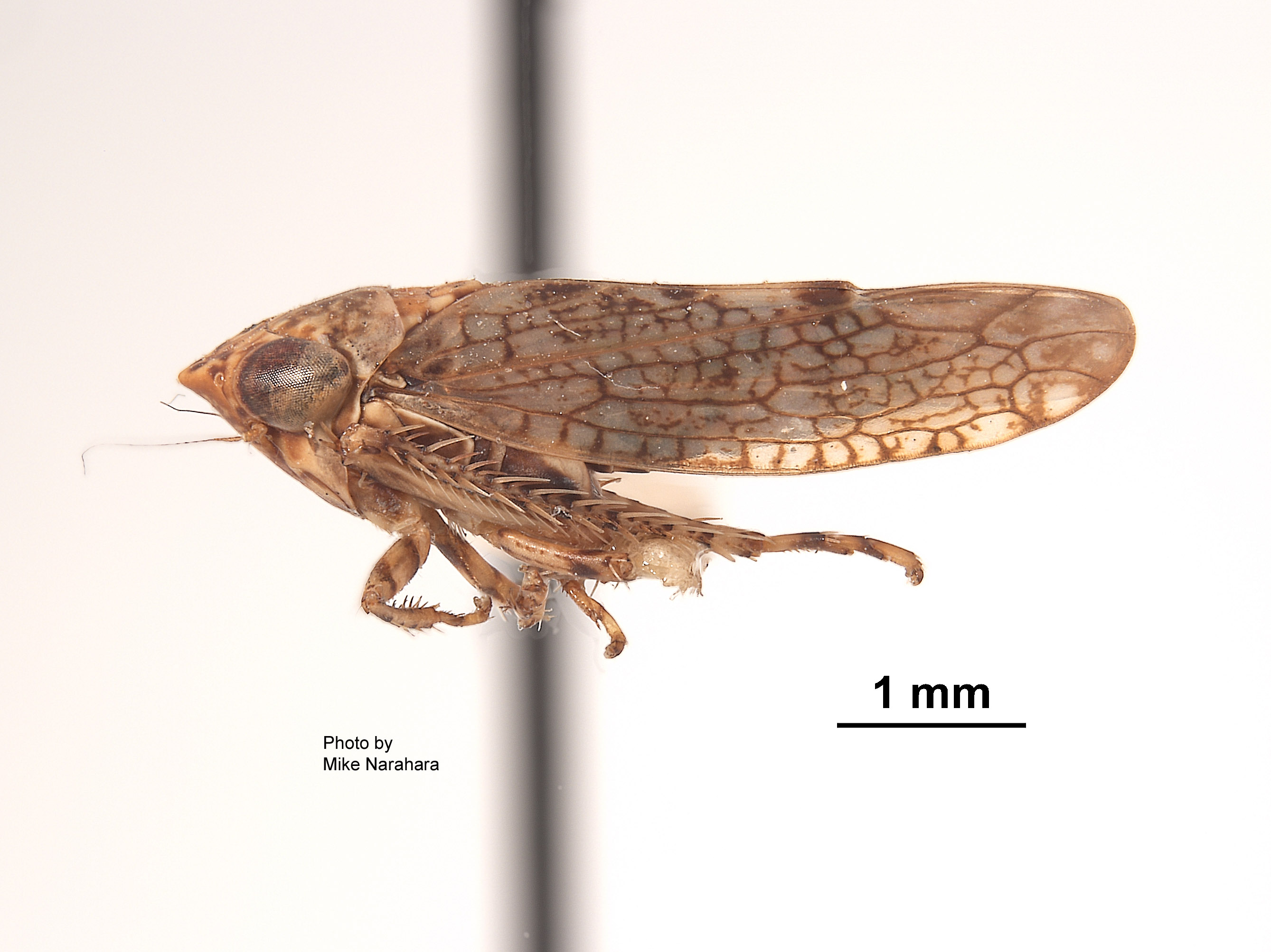 Aligia colei image