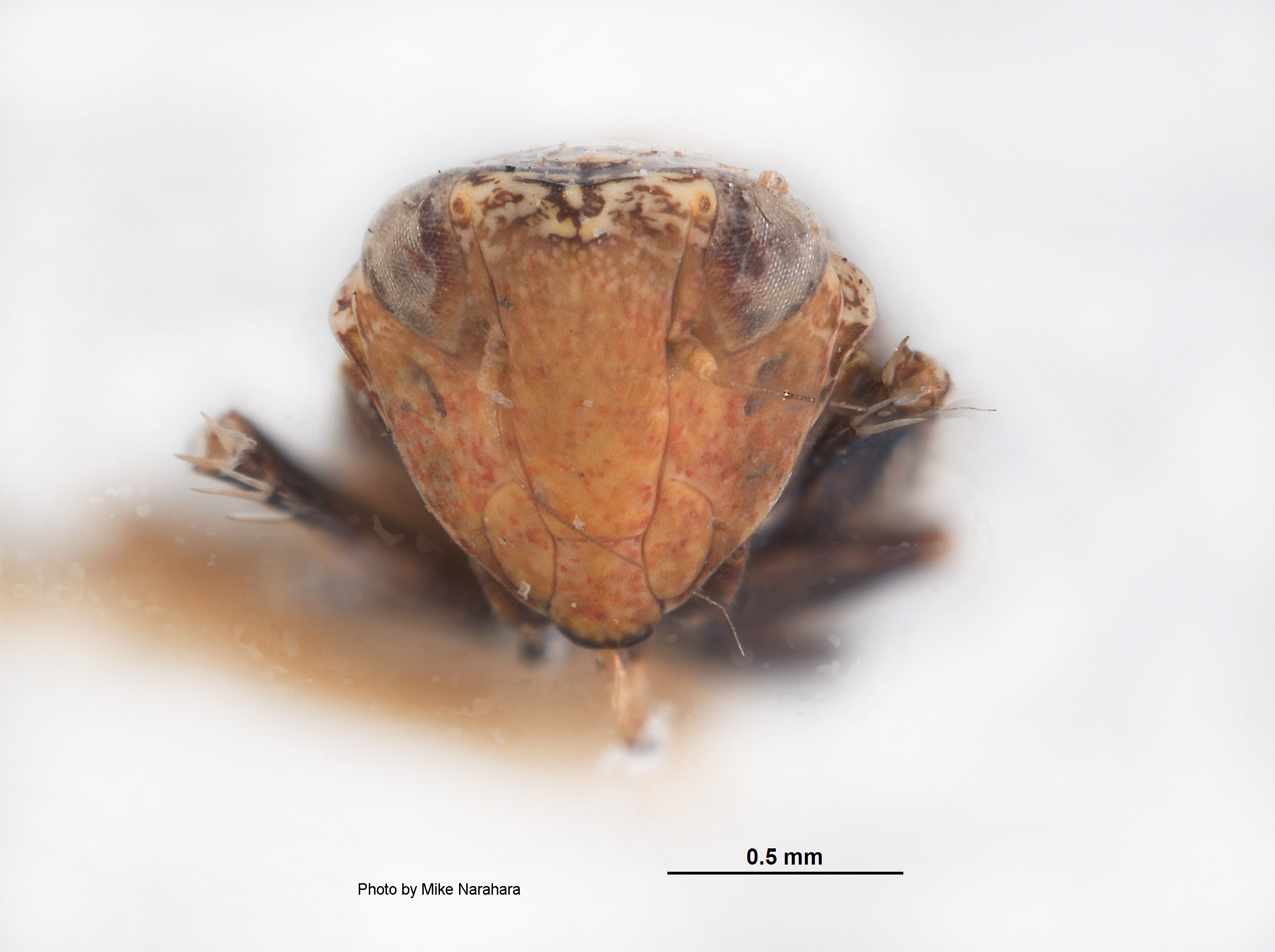 Platymetopius diabolus image