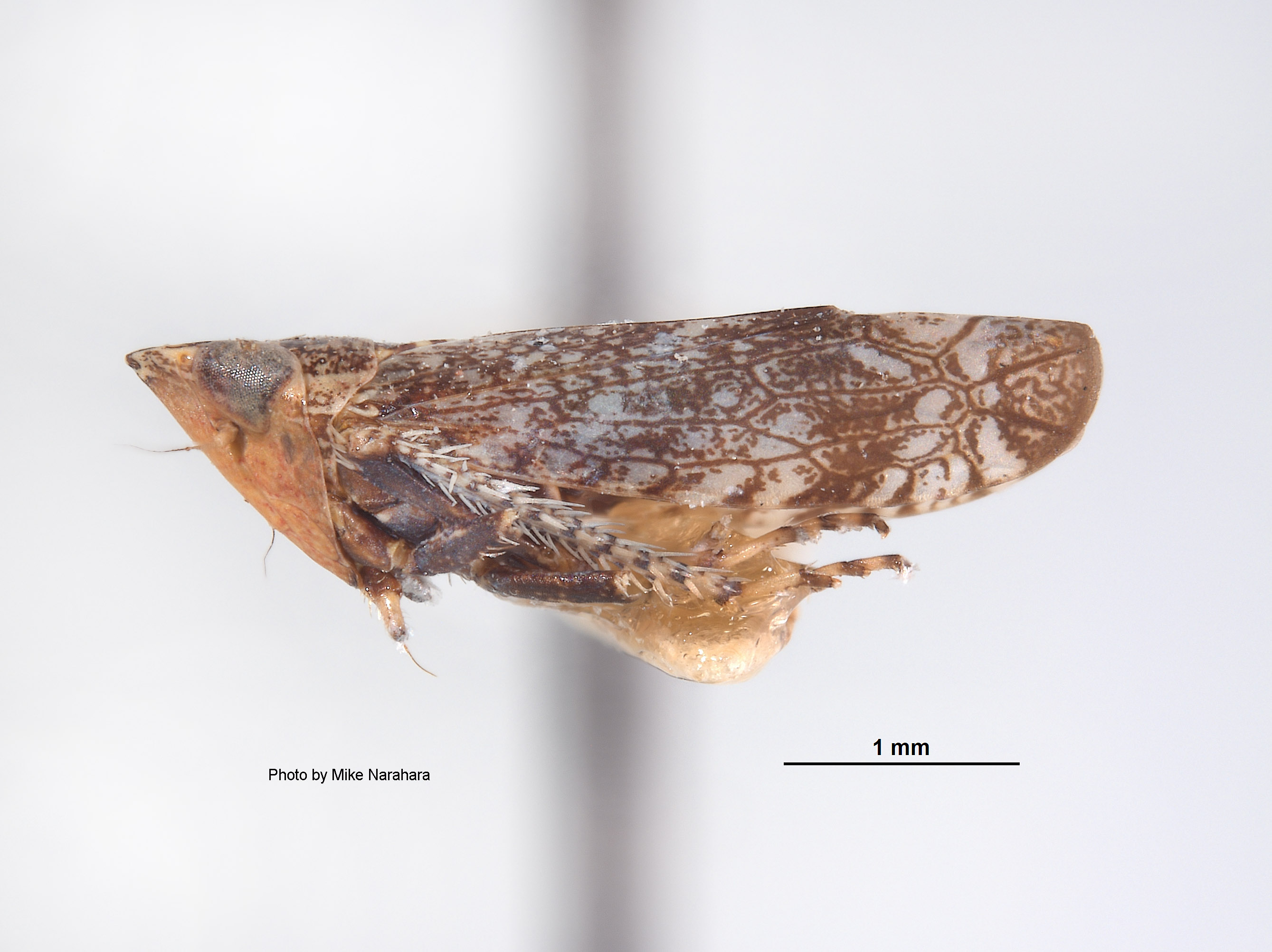 Platymetopius diabolus image