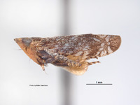 Platymetopius diabolus image