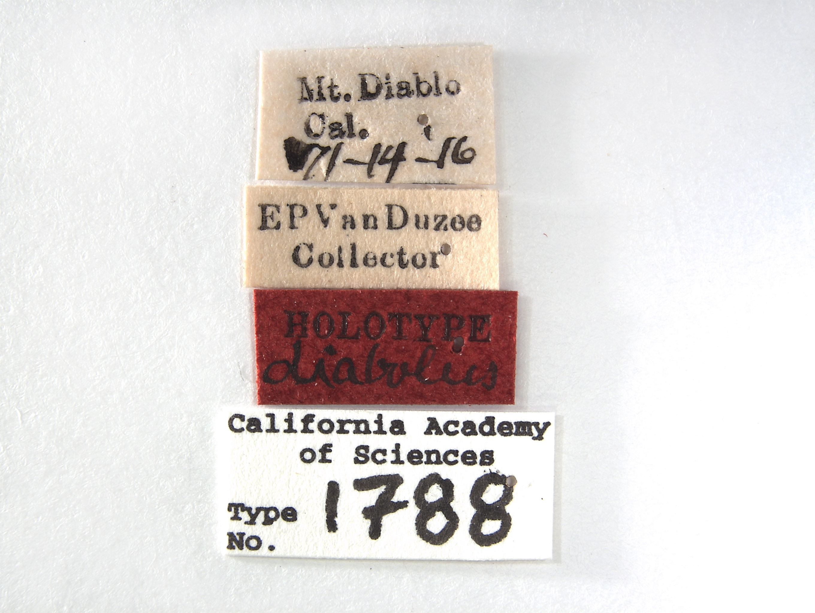 Platymetopius diabolus image