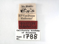 Platymetopius diabolus image