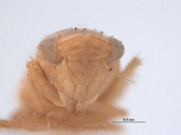 Platymetopius planus image