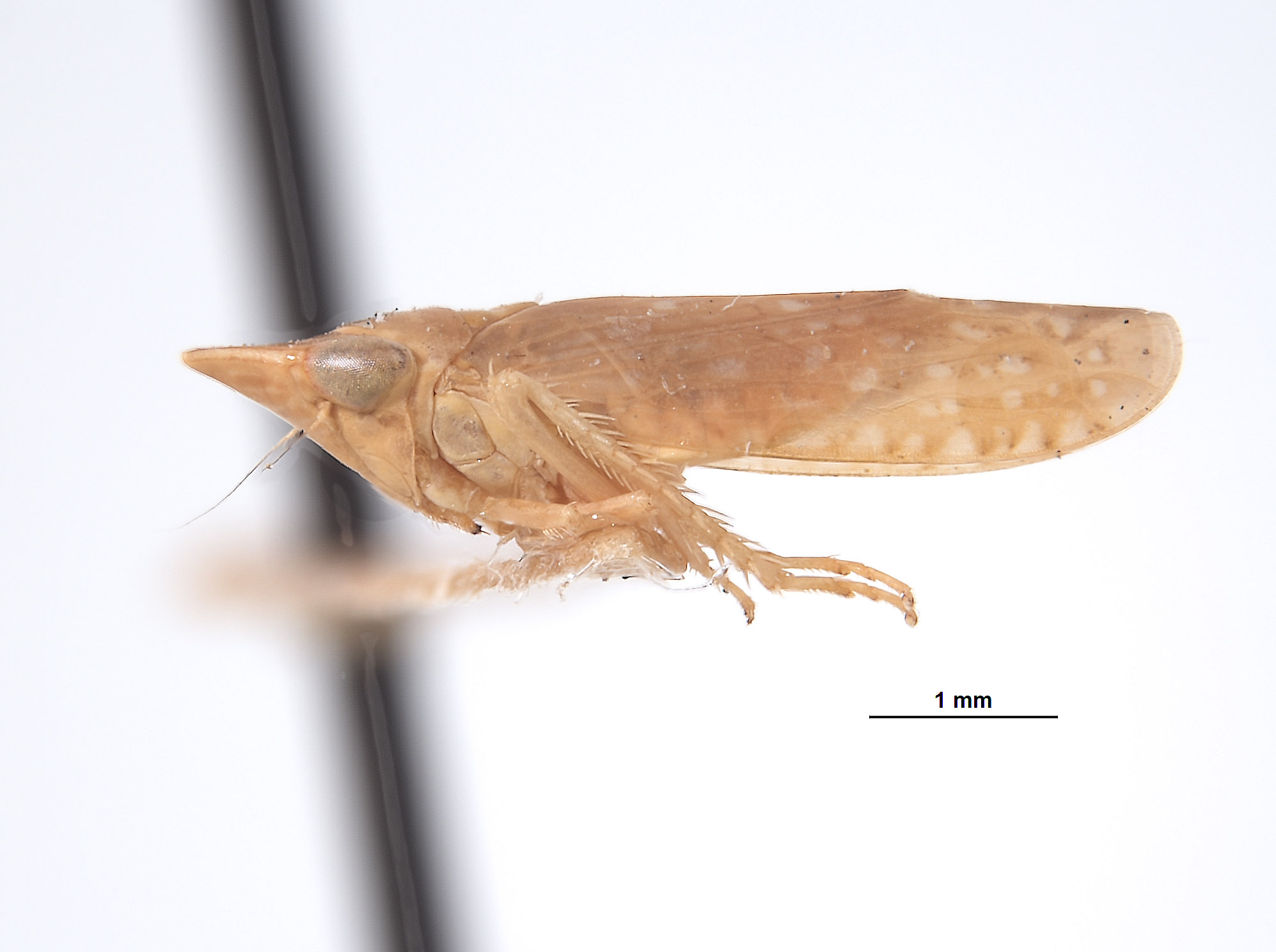 Platymetopius planus image