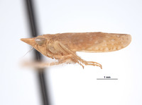 Platymetopius planus image