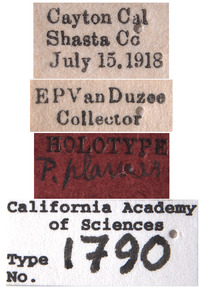 Platymetopius planus image