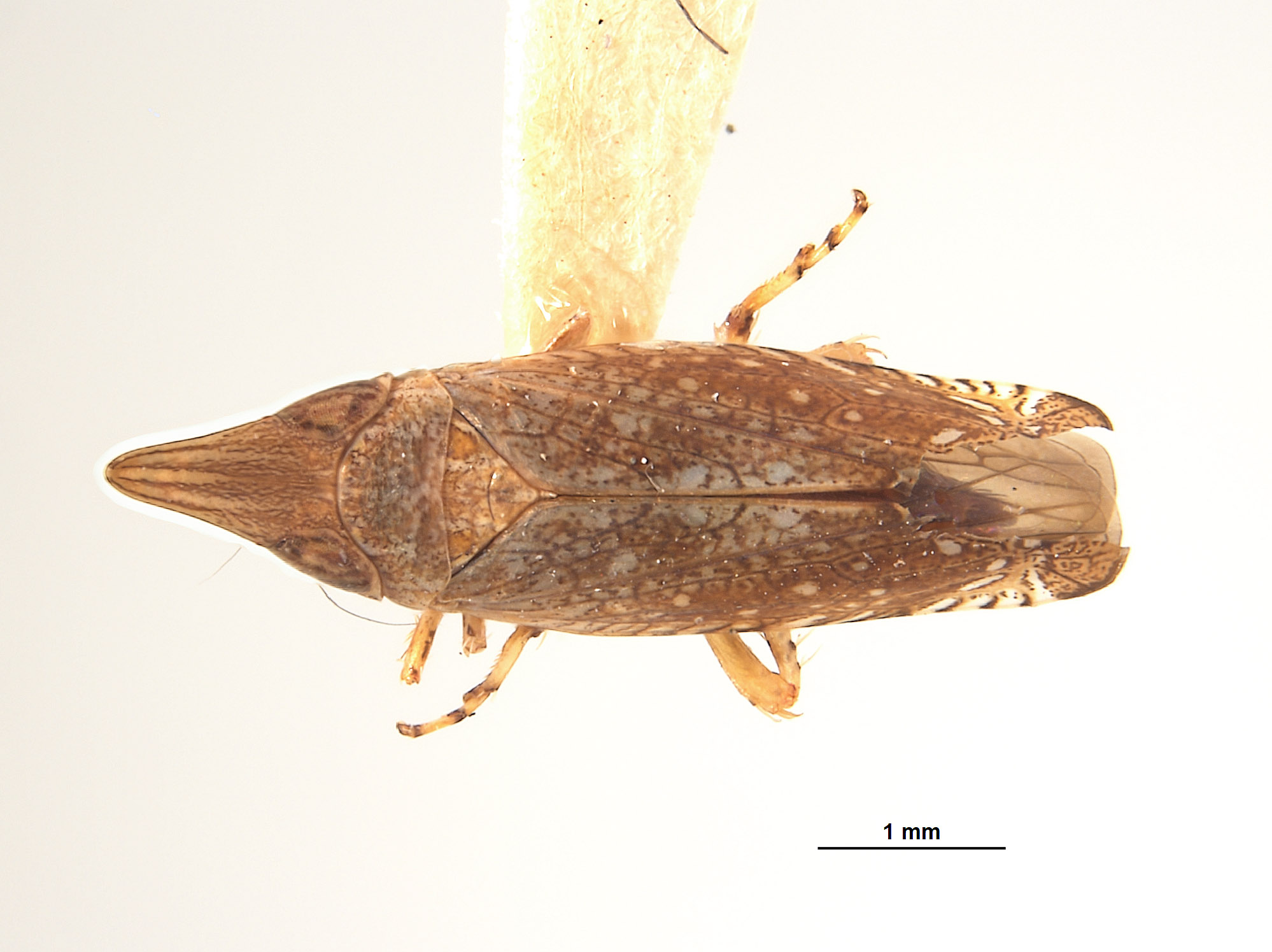 Platymetopius pexatus image
