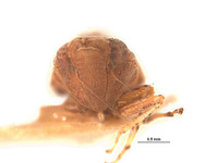 Platymetopius pexatus image