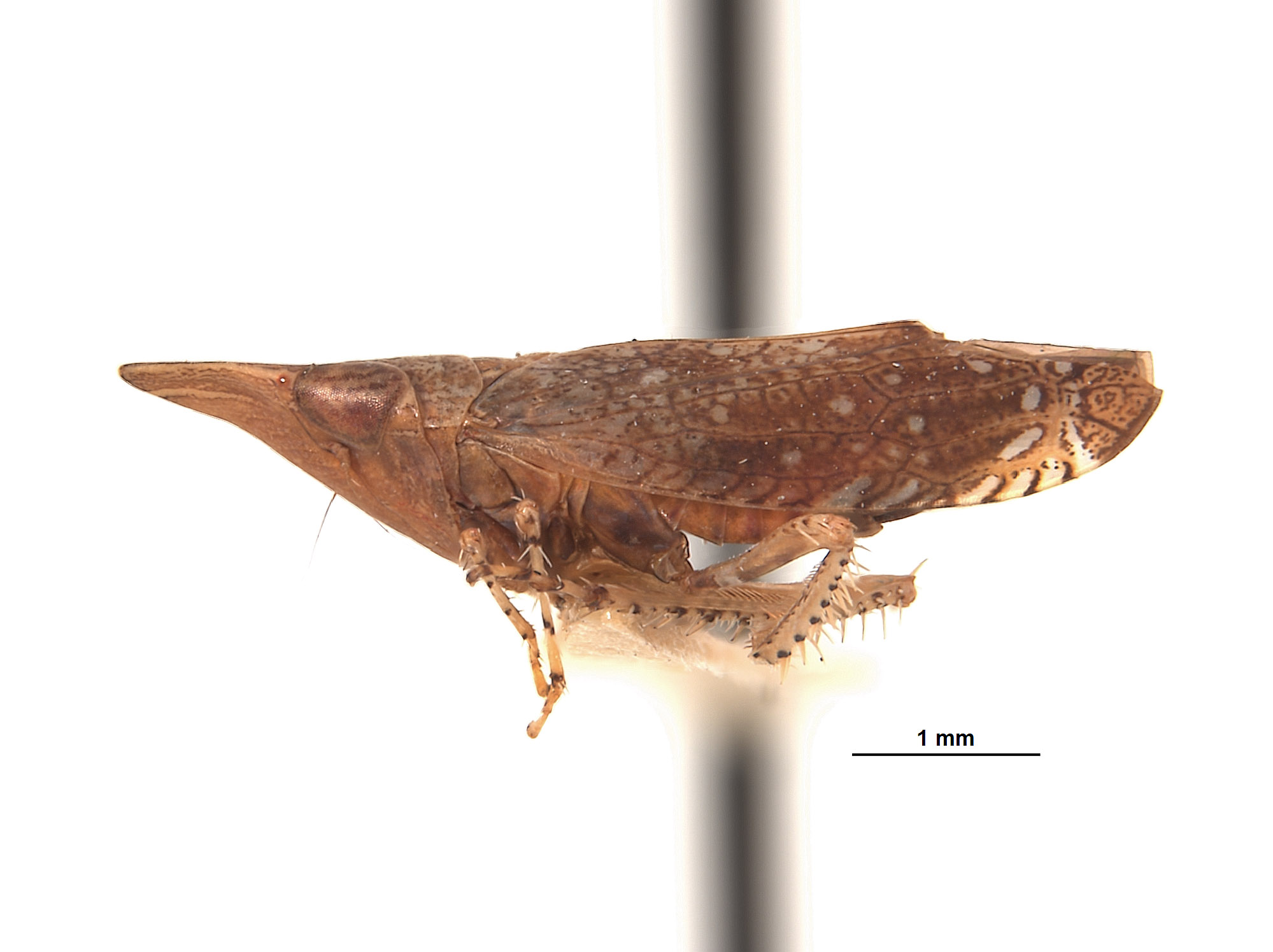 Platymetopius pexatus image