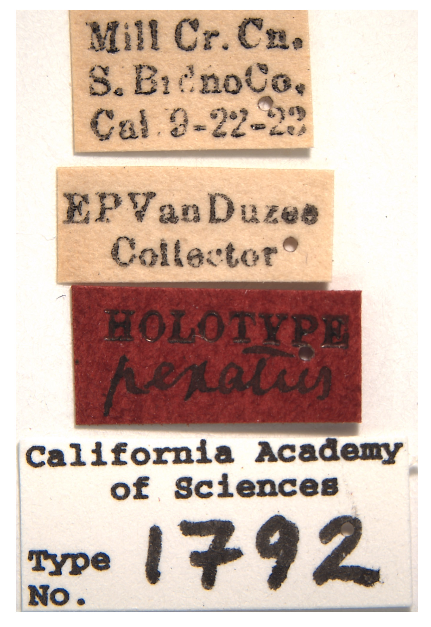 Platymetopius pexatus image