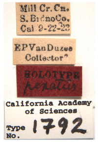 Platymetopius pexatus image