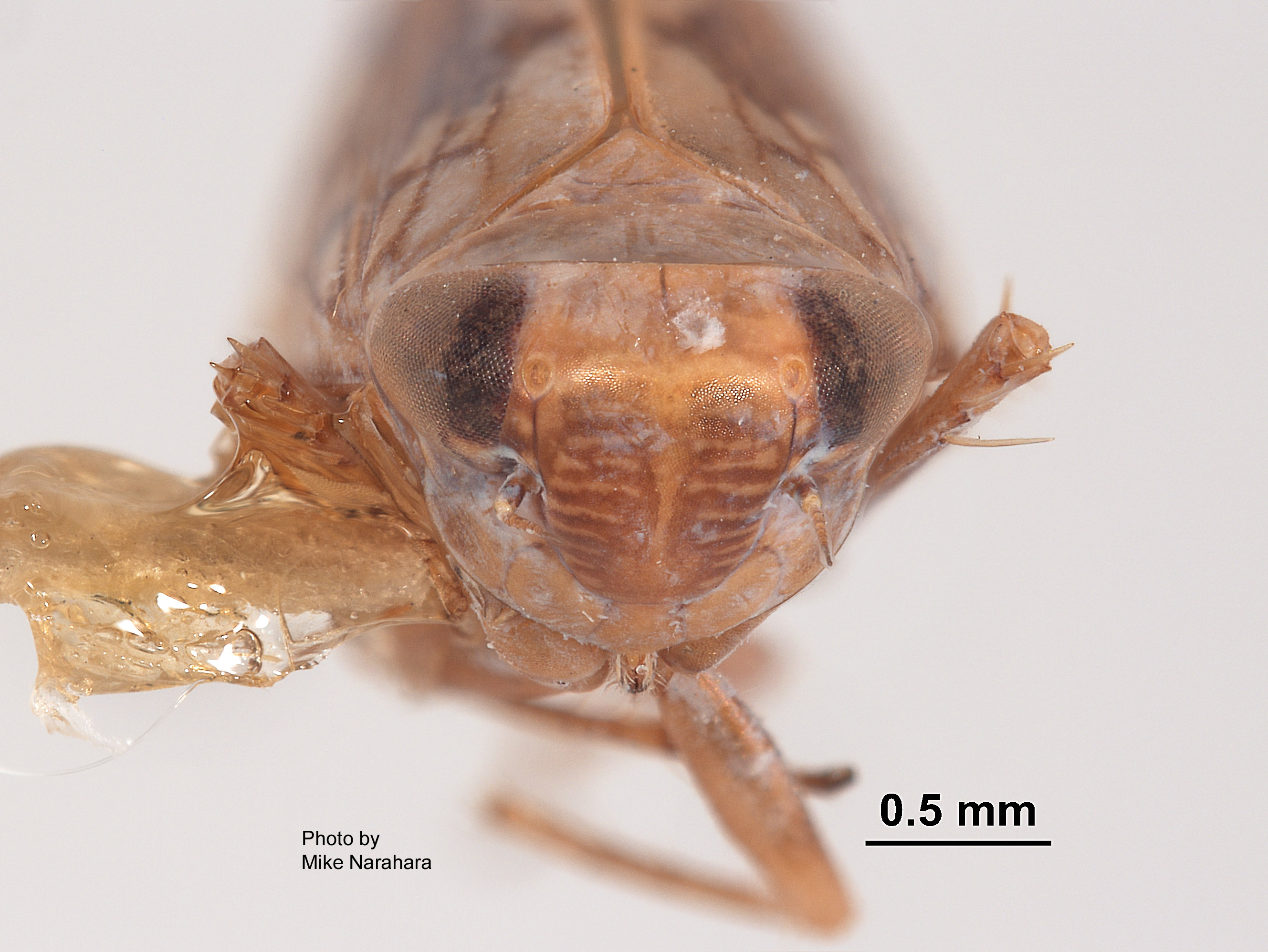 Scaphoideus mirus image