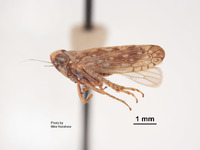 Scaphoideus mirus image