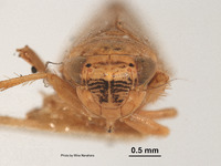 Euscelis gentilis image