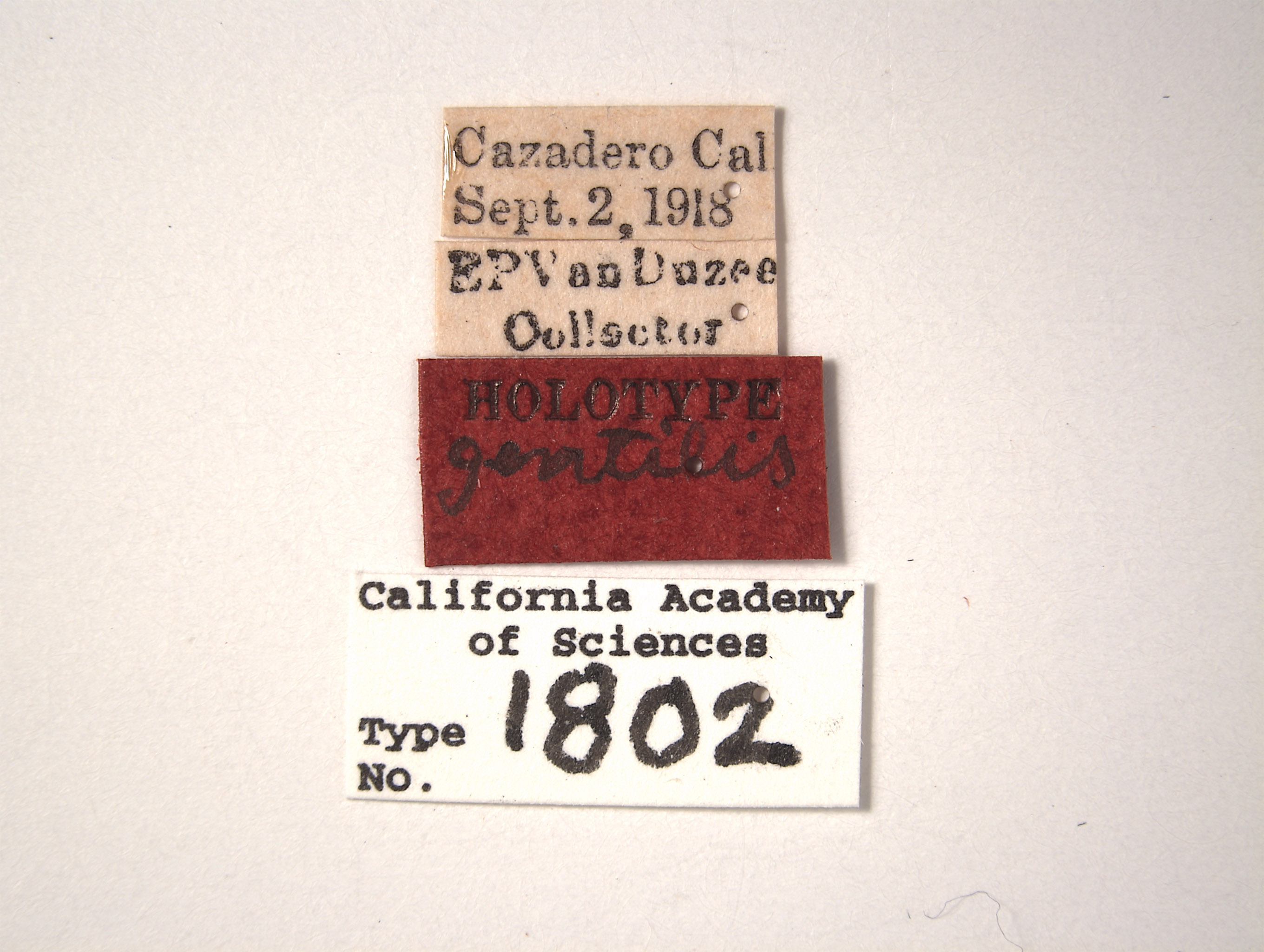 Euscelis gentilis image