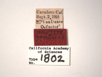 Euscelis gentilis image