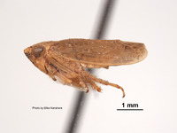 Euscelis gentilis image