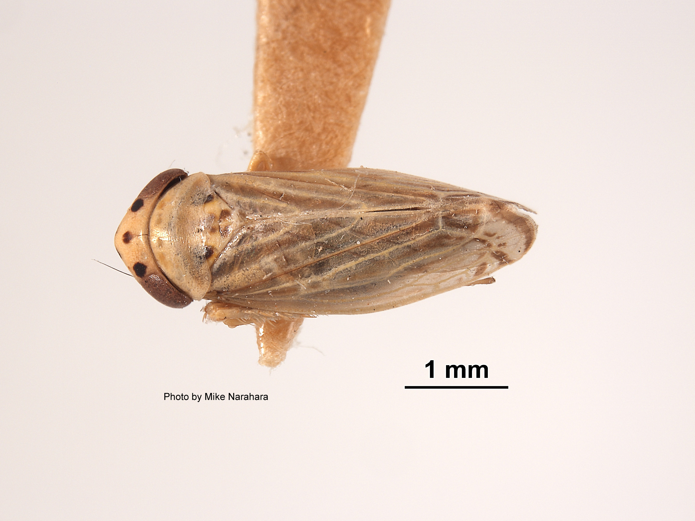 Euscelis almus image