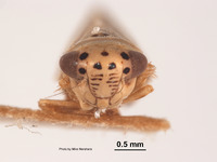 Euscelis almus image