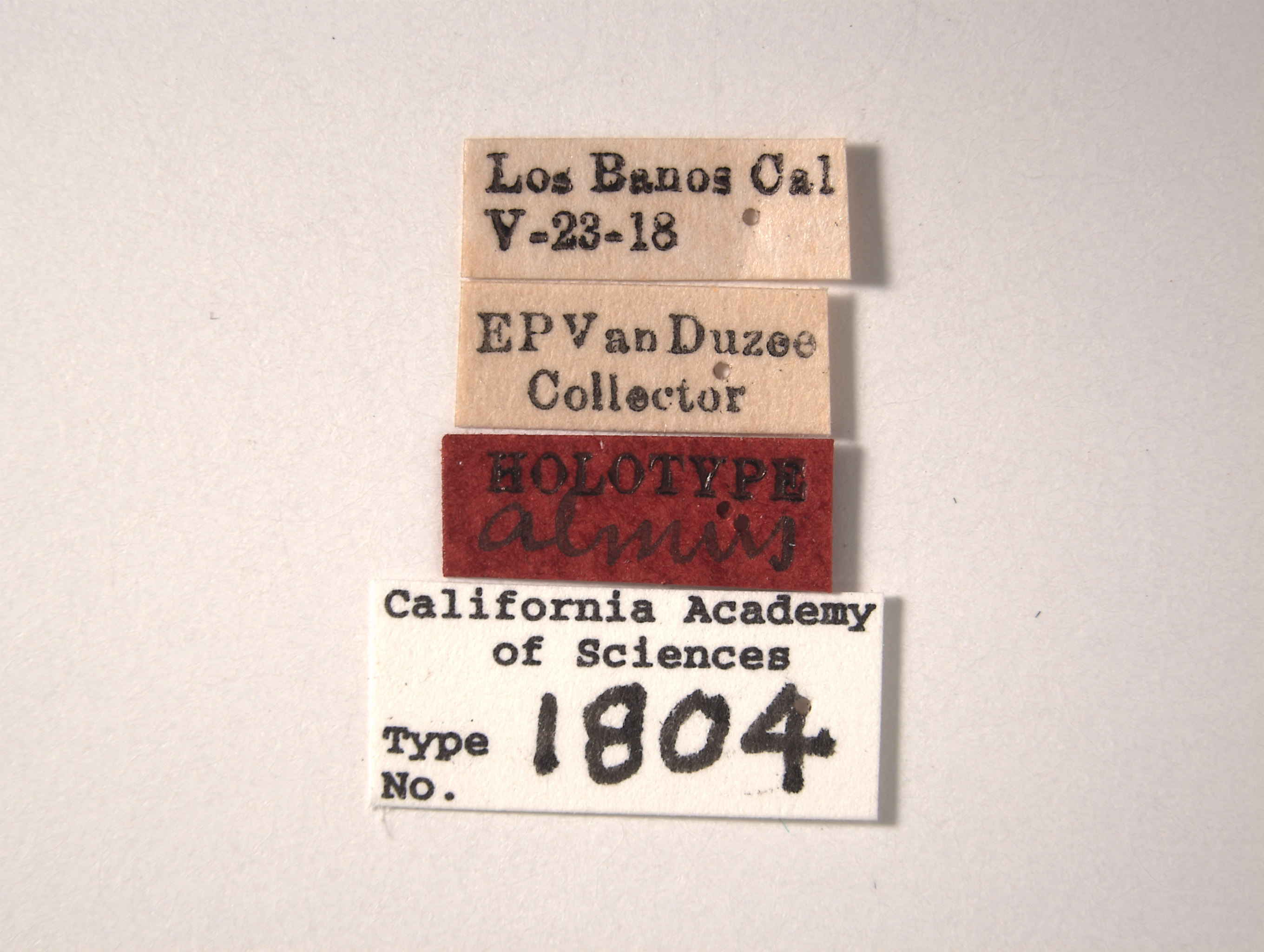 Euscelis almus image