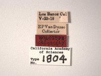 Euscelis almus image