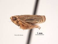 Euscelis almus image