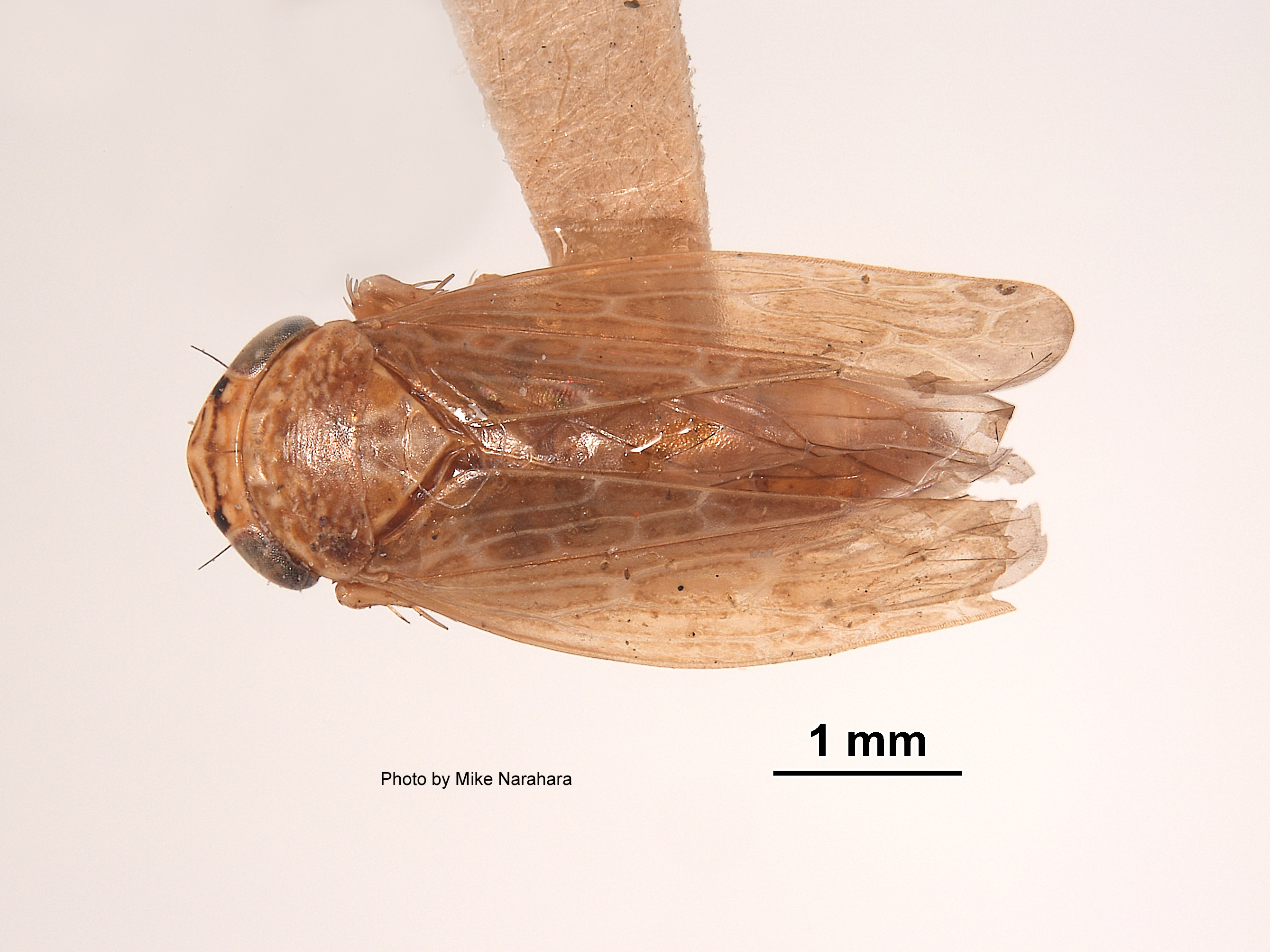 Euscelis finitimus image