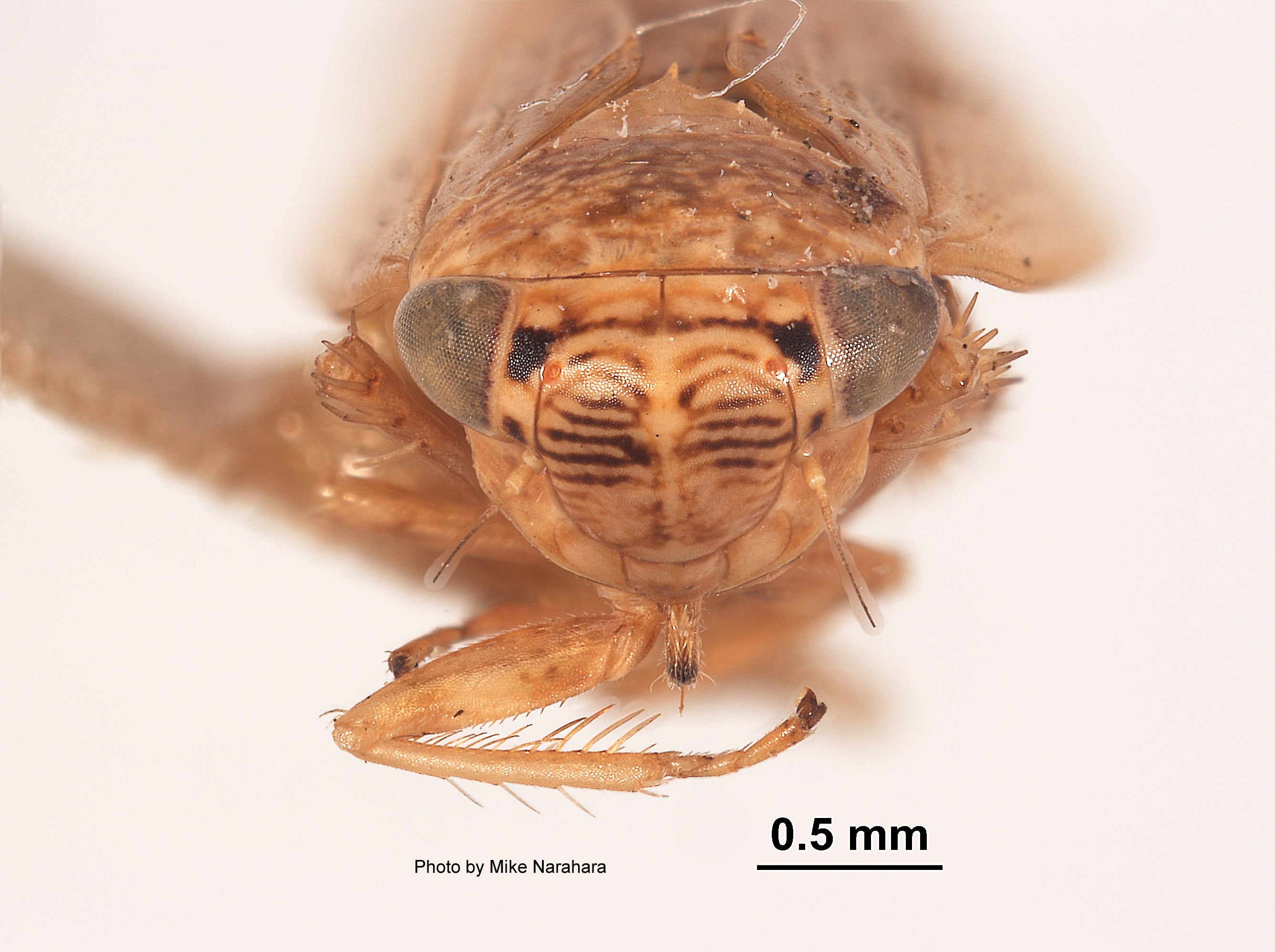 Euscelis finitimus image