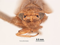 Euscelis finitimus image