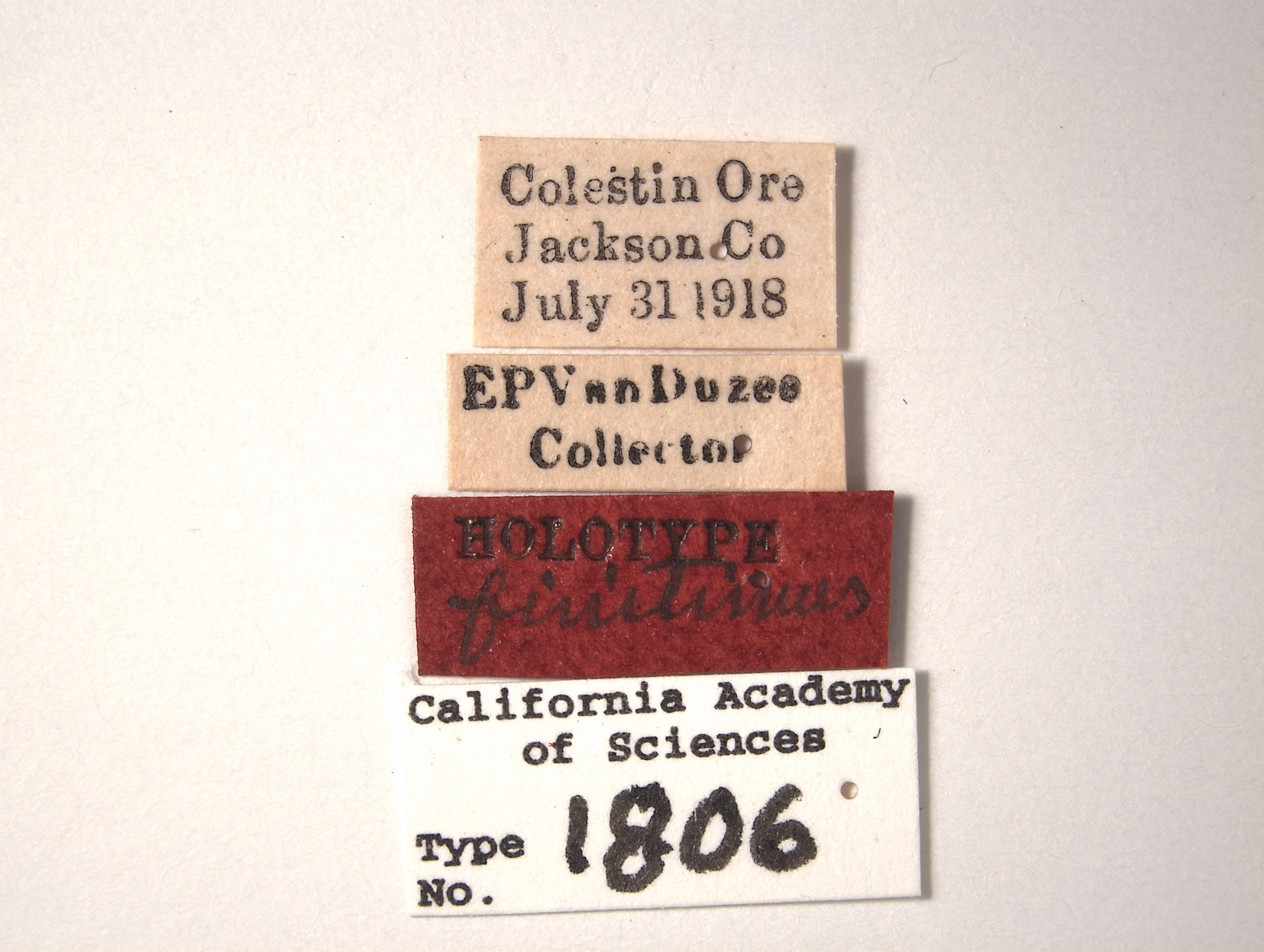 Euscelis finitimus image