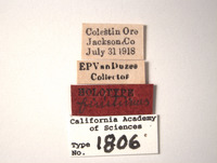 Euscelis finitimus image