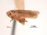 Euscelis finitimus image