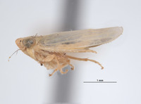 Lonatura pupa image