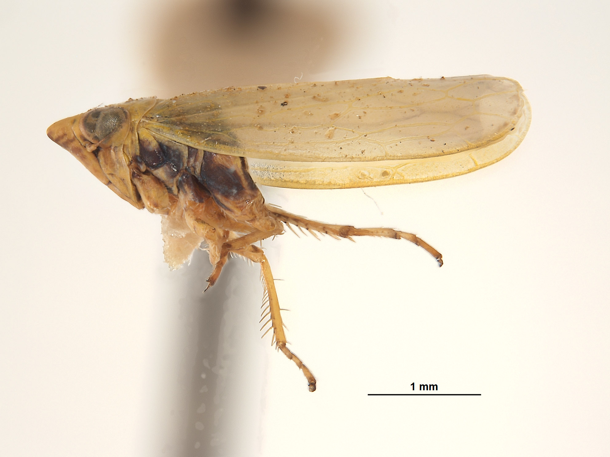 Thamnotettix lenis image