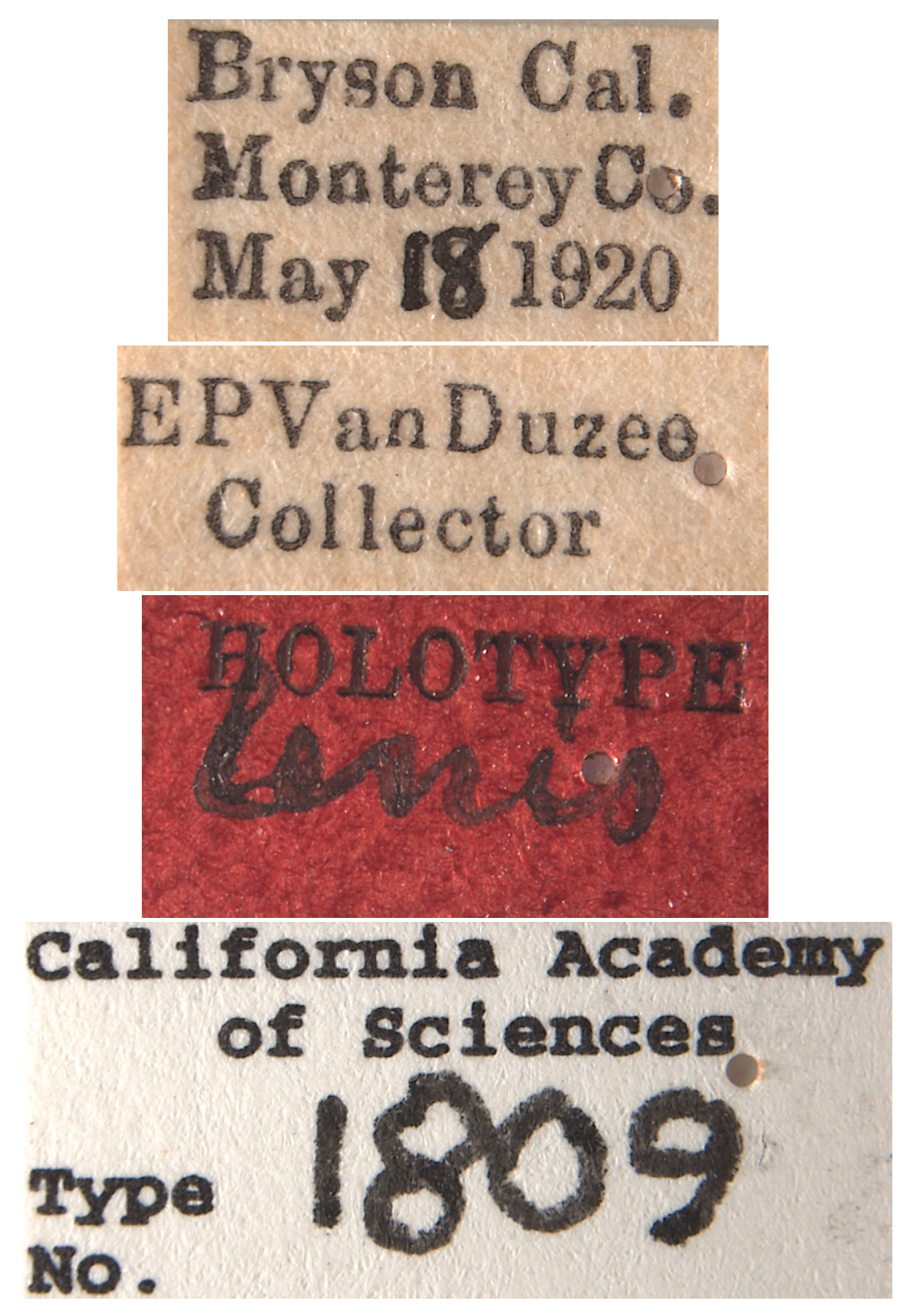 Thamnotettix lenis image