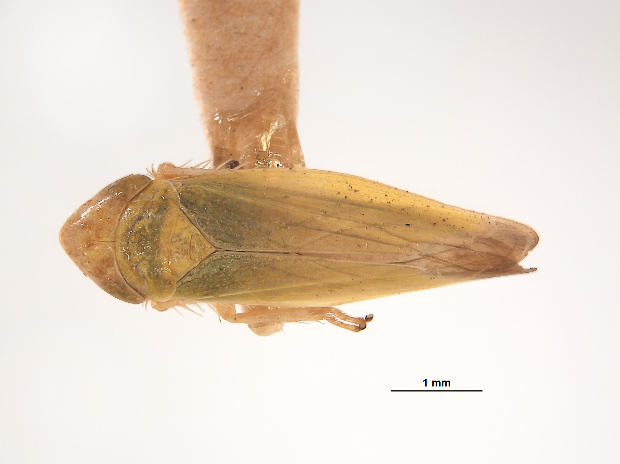 Thamnotettix verutus image