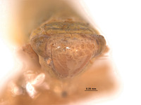 Thamnotettix verutus image