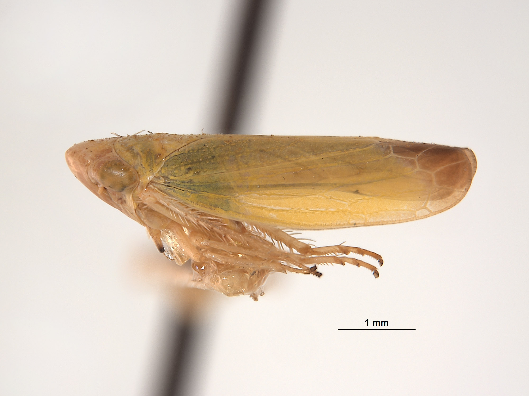 Thamnotettix verutus image