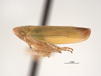 Thamnotettix verutus image