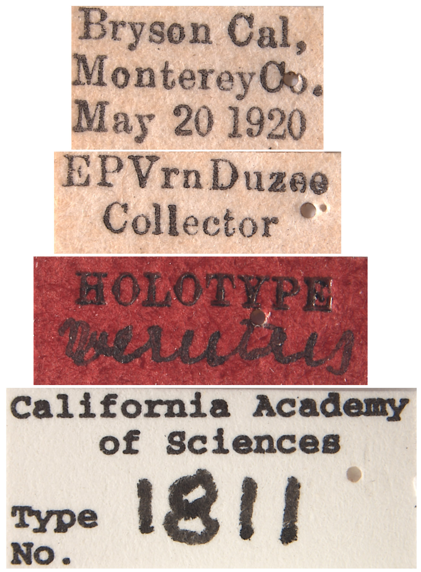 Thamnotettix verutus image