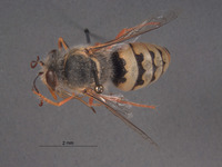 Bembix magdalenae image