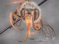 Bembix magdalenae image