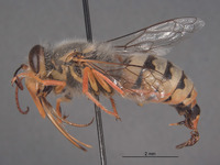 Bembix magdalenae image