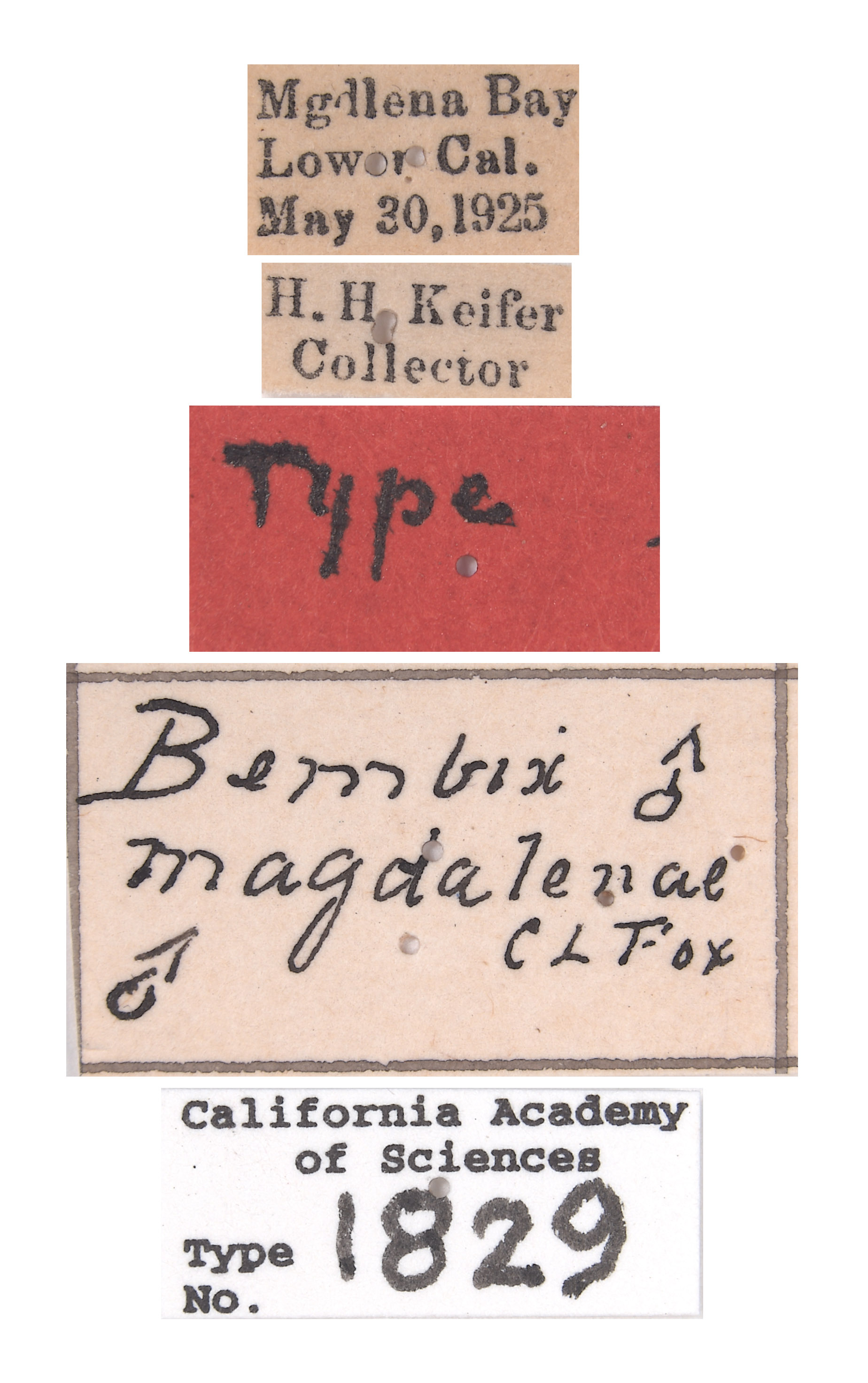 Bembix magdalenae image