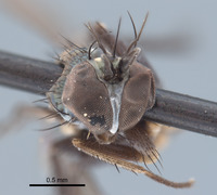 Image of Paraclius magnicornis